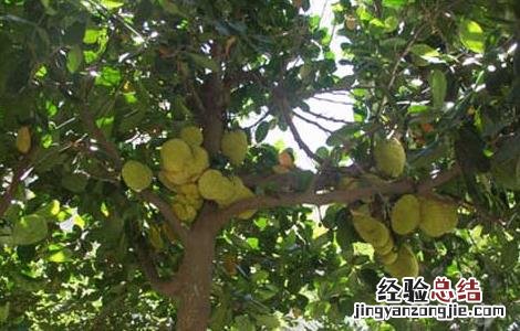 榴莲的种植条件 榴莲种植条件和区域