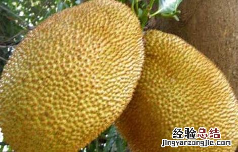 榴莲的种植条件 榴莲种植条件和区域