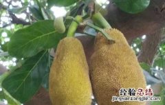 榴莲的种植条件 榴莲种植条件和区域
