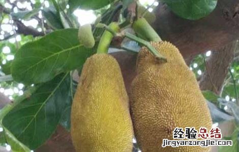 榴莲的种植条件 榴莲种植条件和区域