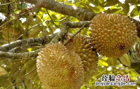 榴莲树几年结果,榴莲树怎么种? 榴莲树几年结果