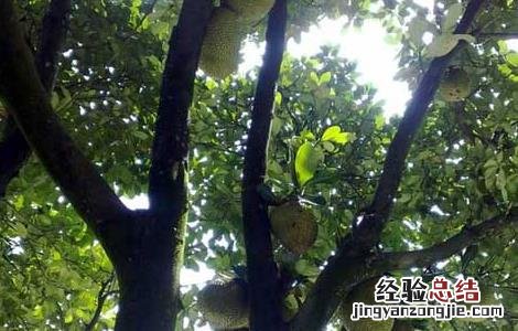 榴莲树几年结果,榴莲树怎么种? 榴莲树几年结果