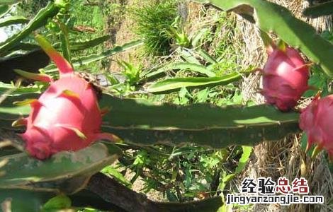 火龙果种植条件地区 火龙果种植条件