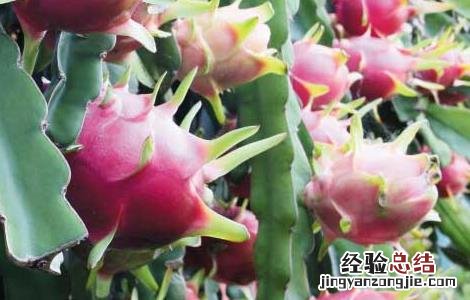 火龙果种植条件地区 火龙果种植条件
