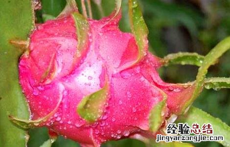 火龙果种植条件地区 火龙果种植条件