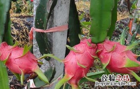 火龙果种植条件地区 火龙果种植条件