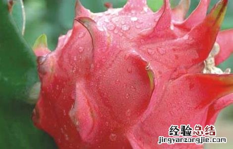 火龙果种植条件地区 火龙果种植条件