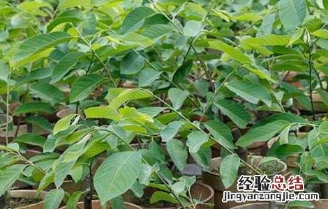 番荔枝种子怎么种 荔枝种子怎么种?