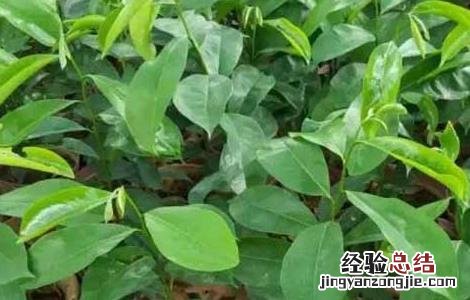 番荔枝种子怎么种 荔枝种子怎么种?