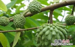 番荔枝种子怎么种 荔枝种子怎么种?