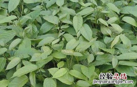 番荔枝种子怎么种 荔枝种子怎么种?