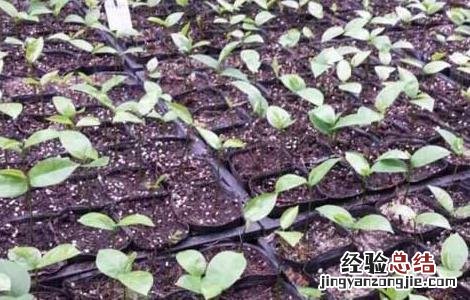 番荔枝种子怎么种 荔枝种子怎么种?