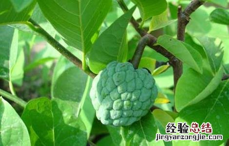 番荔枝啥时候成熟 番荔枝什么时候成熟