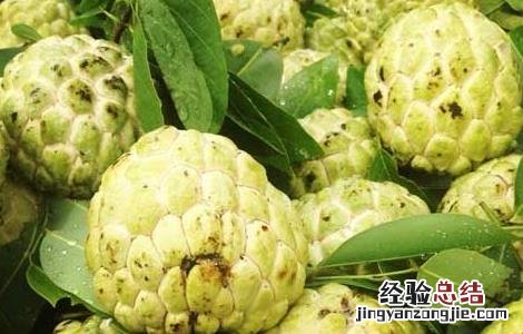 番荔枝啥时候成熟 番荔枝什么时候成熟