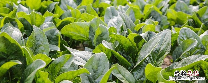 菠菜的种植方法和注意事项 菠菜的种植方法和技术
