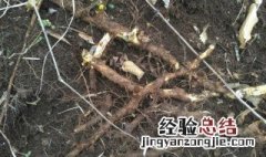 地龙骨的功效与作用 中草药地龙骨的功效与作用