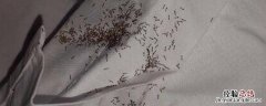 为什么床上会有蚂蚁一样的小虫 为什么床上会有蚂蚁