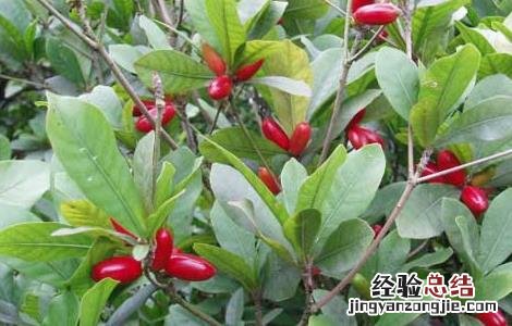 神秘果能改变味觉吗? 神秘果能改变味觉吗