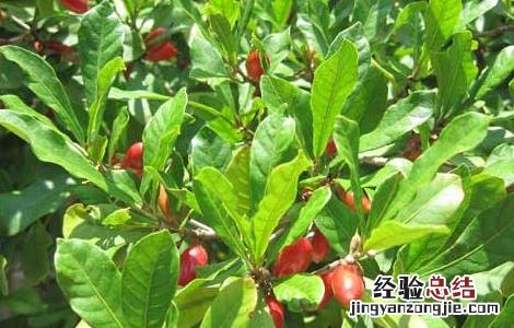 神秘果能改变味觉吗? 神秘果能改变味觉吗