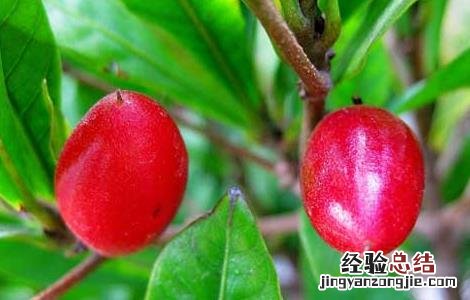 神秘果能改变味觉吗? 神秘果能改变味觉吗