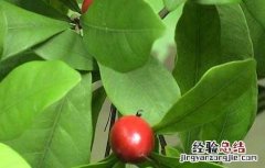 神秘果的种植条件是什么 神秘果的种植条件