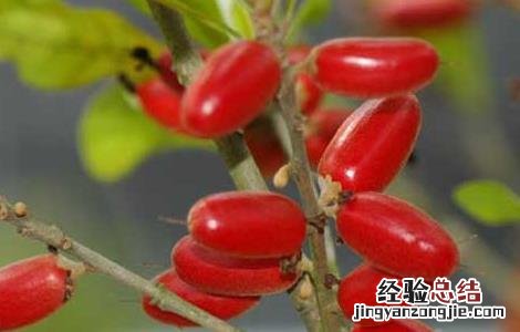 神秘果的种植条件是什么 神秘果的种植条件