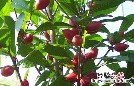 神秘果的种植条件是什么 神秘果的种植条件