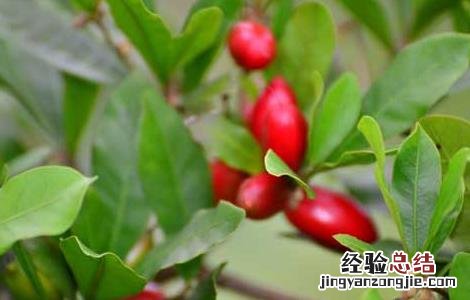 神秘果的繁殖方法有哪些 神秘果的繁殖方法