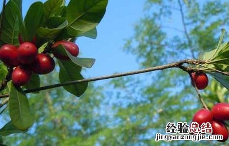 神秘果的繁殖方法有哪些 神秘果的繁殖方法