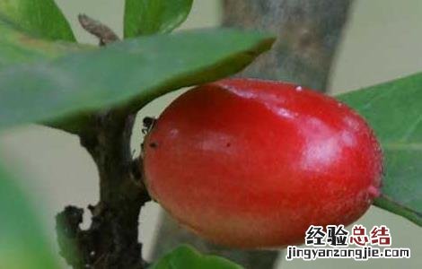 神秘果为什么不结果 神秘果为什么只开花不结果