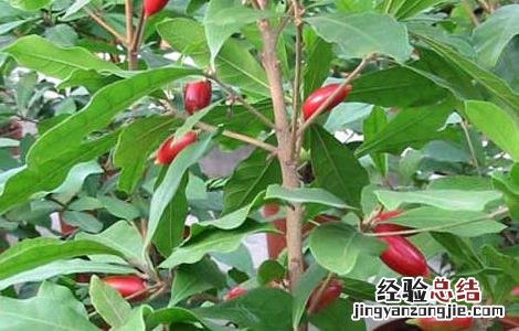 神秘果苗几年结果 神秘果种植几年结果