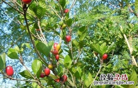 神秘果苗几年结果 神秘果种植几年结果