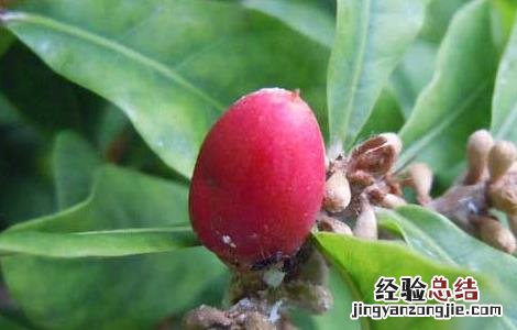 神秘果苗几年结果 神秘果种植几年结果