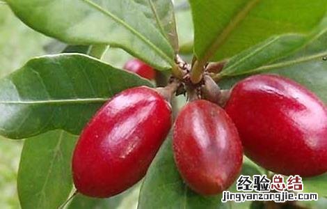 神秘果怎样才算成熟 神秘果什么时候成熟