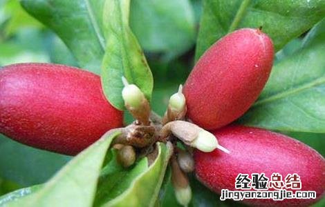 神秘果怎样才算成熟 神秘果什么时候成熟