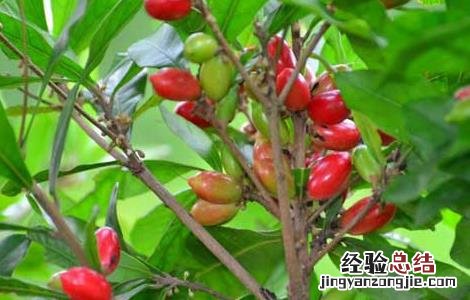 神秘果怎样才算成熟 神秘果什么时候成熟