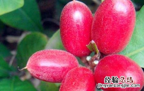 神秘果怎样才算成熟 神秘果什么时候成熟