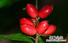 神秘果神秘在哪里 神秘果为什么叫神秘果