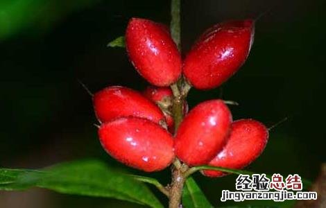 神秘果神秘在哪里 神秘果为什么叫神秘果