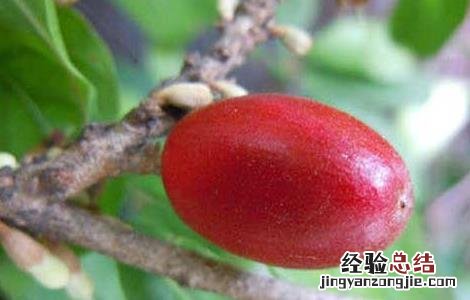 神秘果神秘在哪里 神秘果为什么叫神秘果