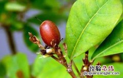 神秘果中国哪里有种植 神秘果产地在哪里