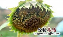 新鲜的葵花怎么吃 新鲜的葵花菜怎么吃