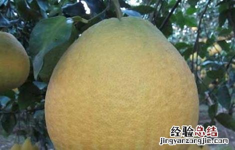 沙田柚种植几年结果 沙田柚从种植苗到结果要多少年