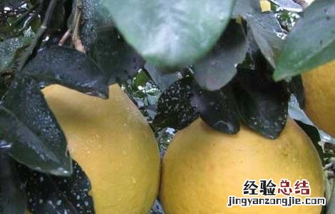 沙田柚种植几年结果 沙田柚从种植苗到结果要多少年