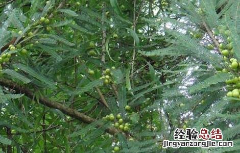 橄榄树种植技术 橄榄树种植技术没效益