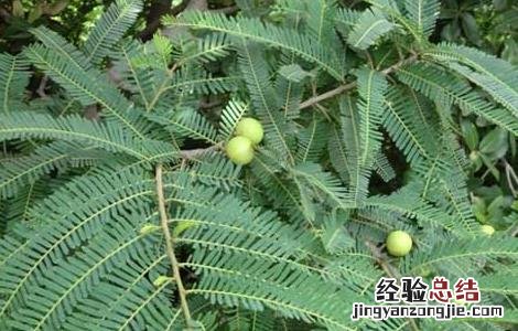 橄榄树种植技术 橄榄树种植技术没效益