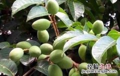 橄榄树种植技术 橄榄树种植技术没效益