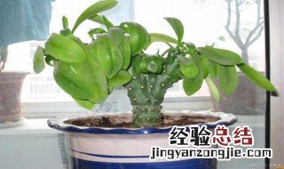 盆栽麒麟能放客厅吗 盆栽麒麟能放客厅吗放哪方向