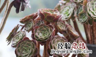 荷兰圆叶好养吗 荷兰圆叶放在客厅好吗