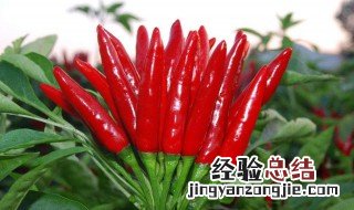 超天辣怎么种植 超天椒怎么种